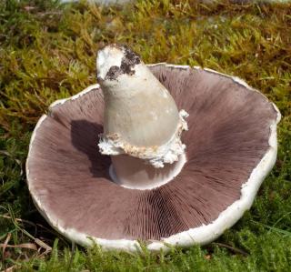 Rosé des prés - agaricus campestris - agaric champêtre - description