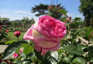 La Rose de Molinard