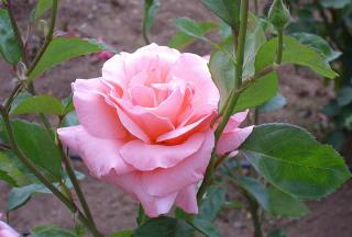 Rosier Rose Queen Elizabeth