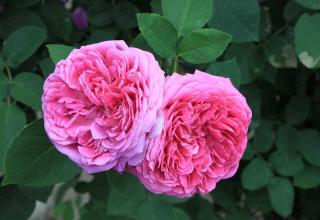 Rosiers les plus parfumés : Rosa damascena