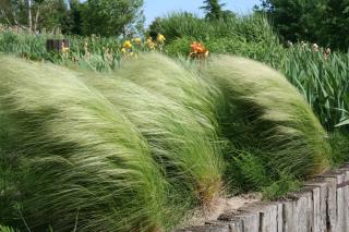 Stipa tenuifolia - plate bande