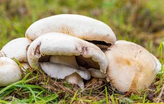 agaric jaunissant - Agaricus xanthoderma - toxique