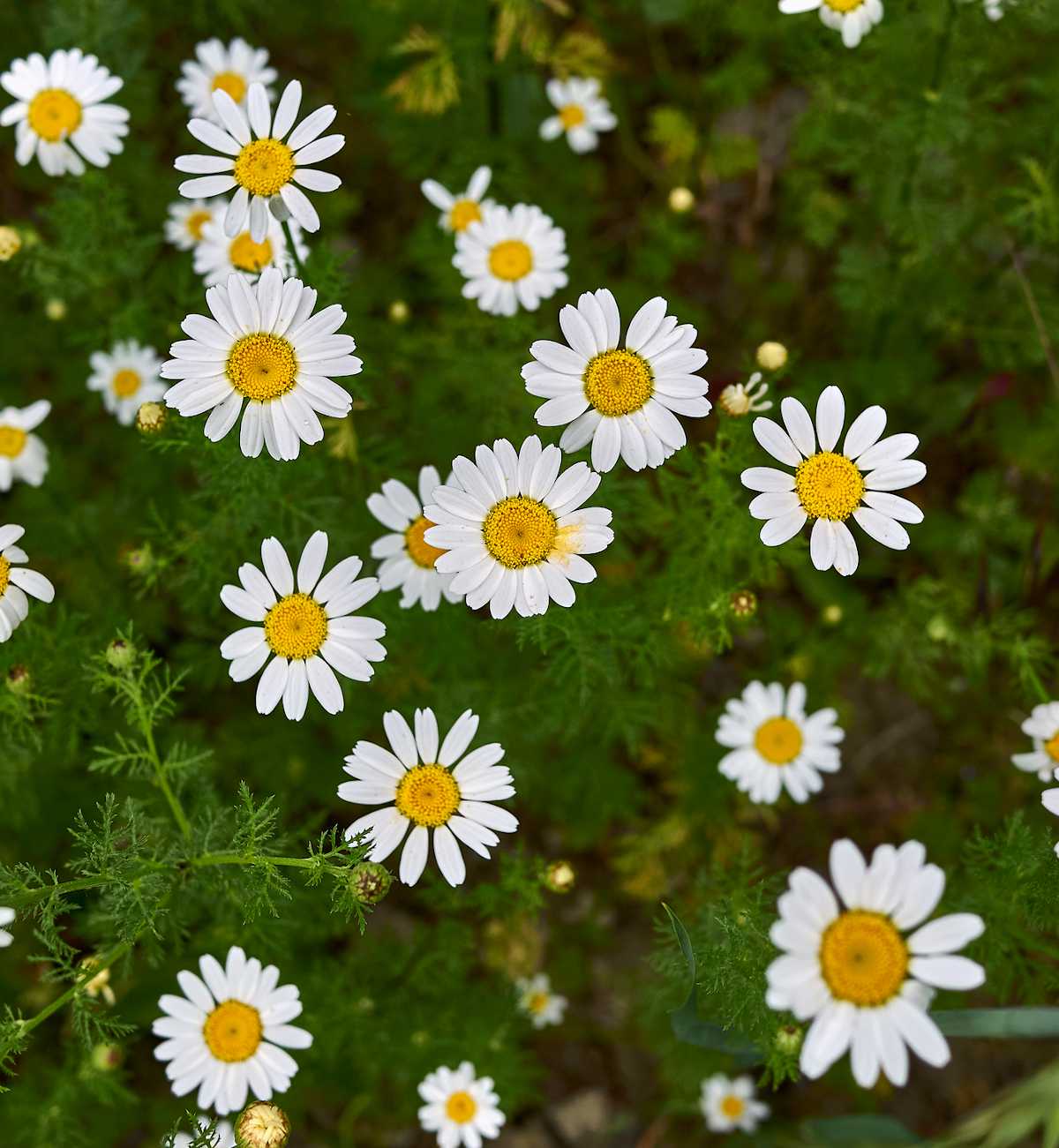 anthemis fleur