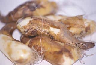 bulbe Erythronium - dent de chien - Erythrone Plantation