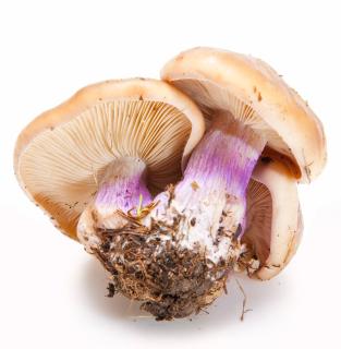 champignon pied-violet en cuisine