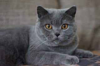 le chat chartreux : santé, entretien, alimentation