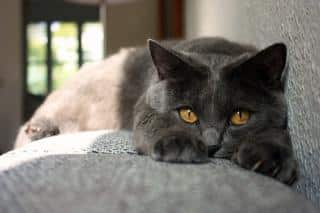Le chartreux, un chat discret et doux au pelage bleuté