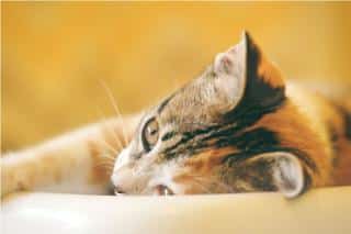 Conjonctivite du chat symptômes et traitements