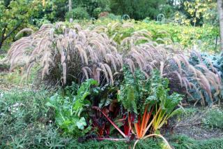 graminées au potager