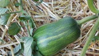 lasagne potager été