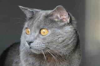 Le chat chartreux, ses caractéristiques physiques