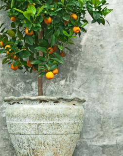 mandarinier en pot
