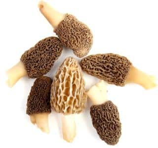 morilles variétés