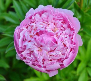 parfum de rose rosier ancien