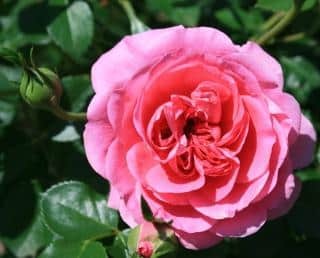 parfum rose david austin - rosier anglais