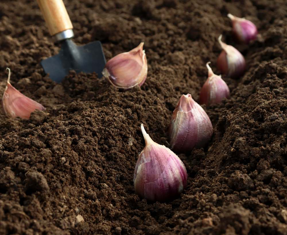 Jardinage - En avril, c'est le moment de planter les oignons et