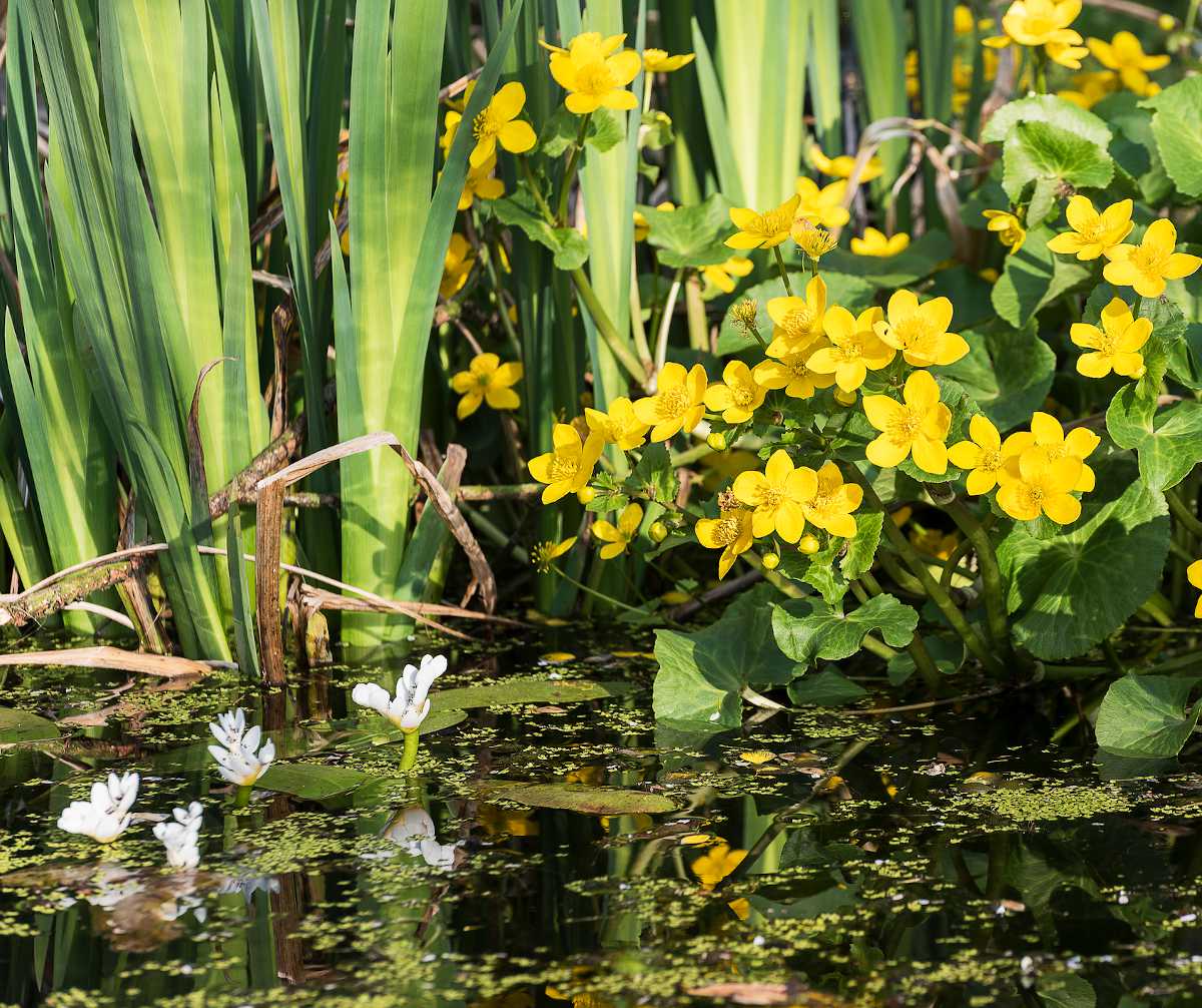 plante aquatique qui fleurissent au printemps