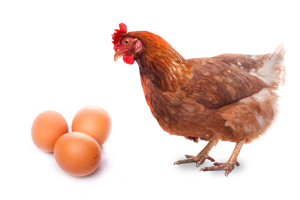 Poules qui ne pondent plus, quelles solutions ?