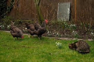 Poules qui ne pondent plus, toute l'importance de l'environnement