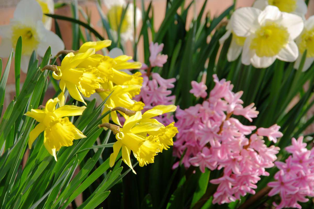 premiere fleur de l'année a fleurir - fin hiver - printemps