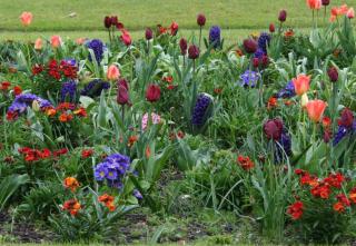 primevère Primula, tulipe Tulipa, jacinthe jacinthus giroflée