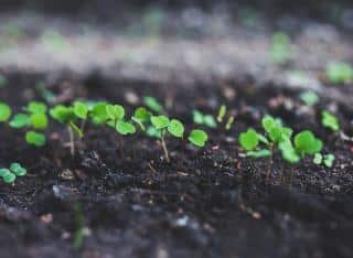 Quand semer la roquette ? saison et période