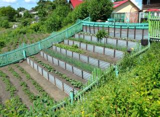 quel legume cultiver potager en montagne