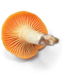 reconnaitre identifier Hygrophore des prés 