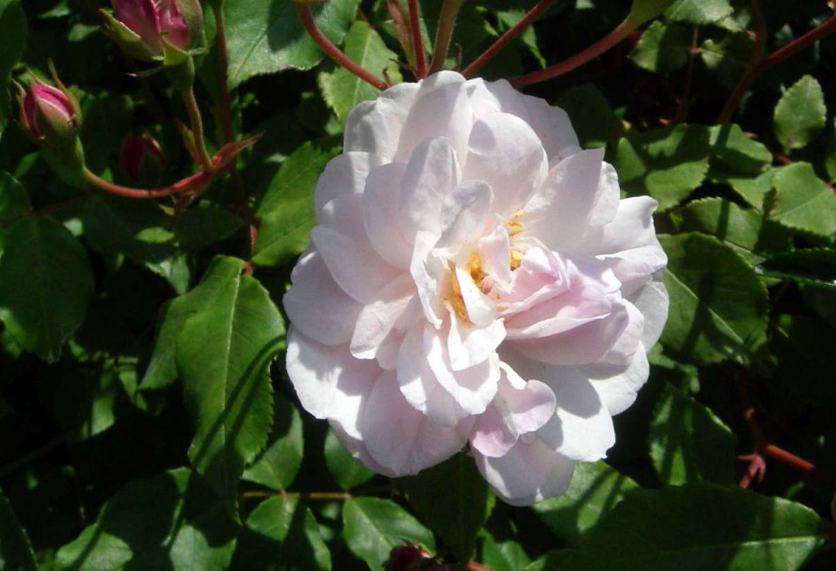 rosier rose Blush-Noisette