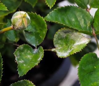 tache blanche feuille rosier - pellicule blanchatre