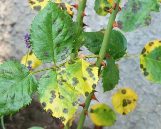 tache noire feuille rosier