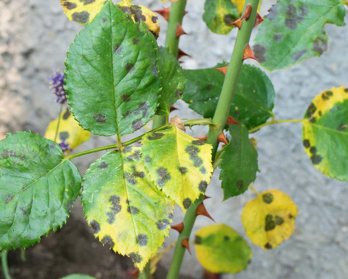Taches du rosier : identifier et traiter les taches sur les feuilles
