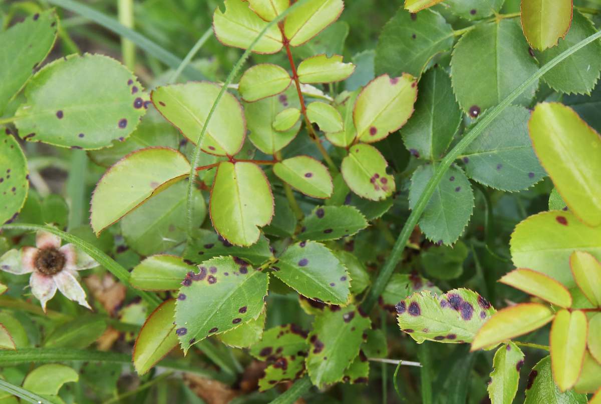 Reconnaitre et prévenir les maladies des rosiers