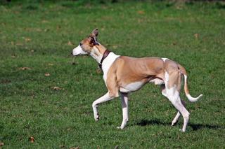 Le whippet, ses caractéristiques principales