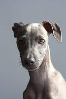 Whippet, les maladies les plus courantes