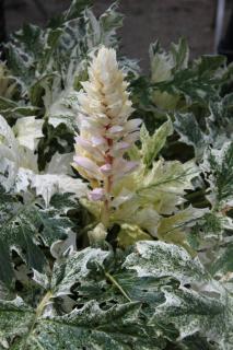 Acanthus 'Whitewater variété grande feuille