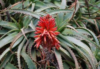 Aloe arborescens