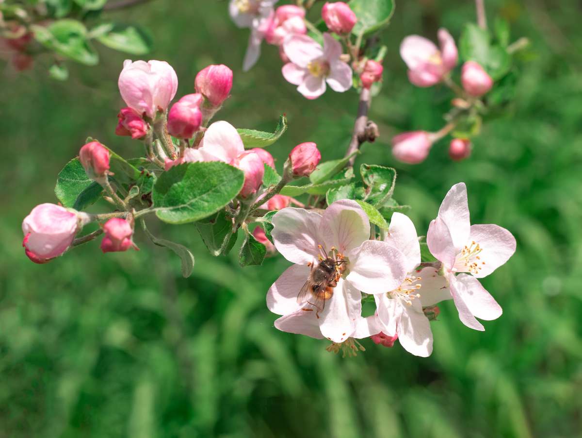 Astuce naturelle parasites maladies jardin potager