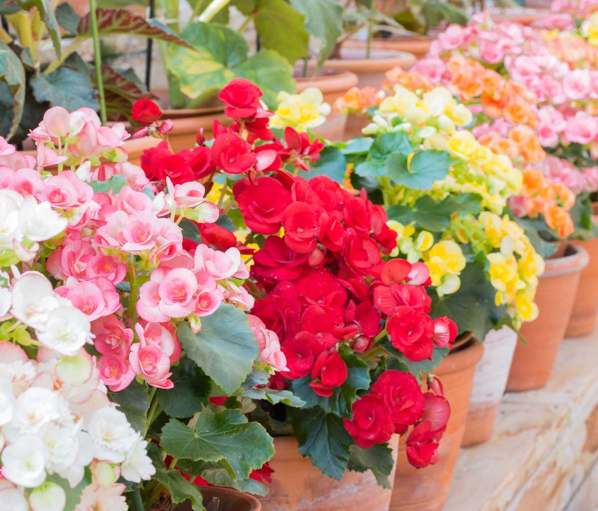 Begonia tubereux - Begonia tuberhybrida