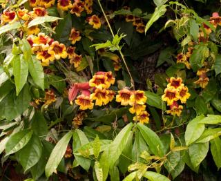 Bignonia capreolata - bignone à vrilles