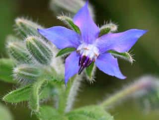 Bourrache fleur comestible