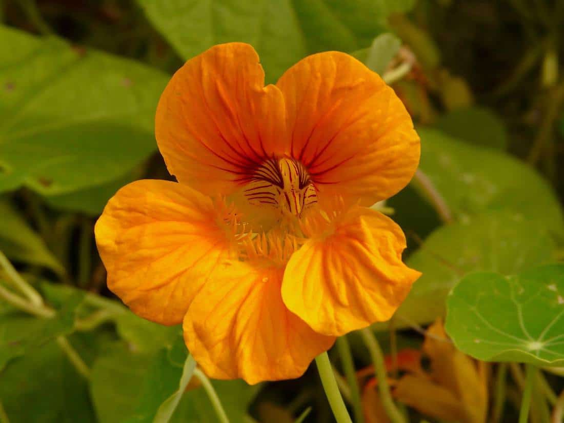 Les fleurs comestibles qui composent les salades