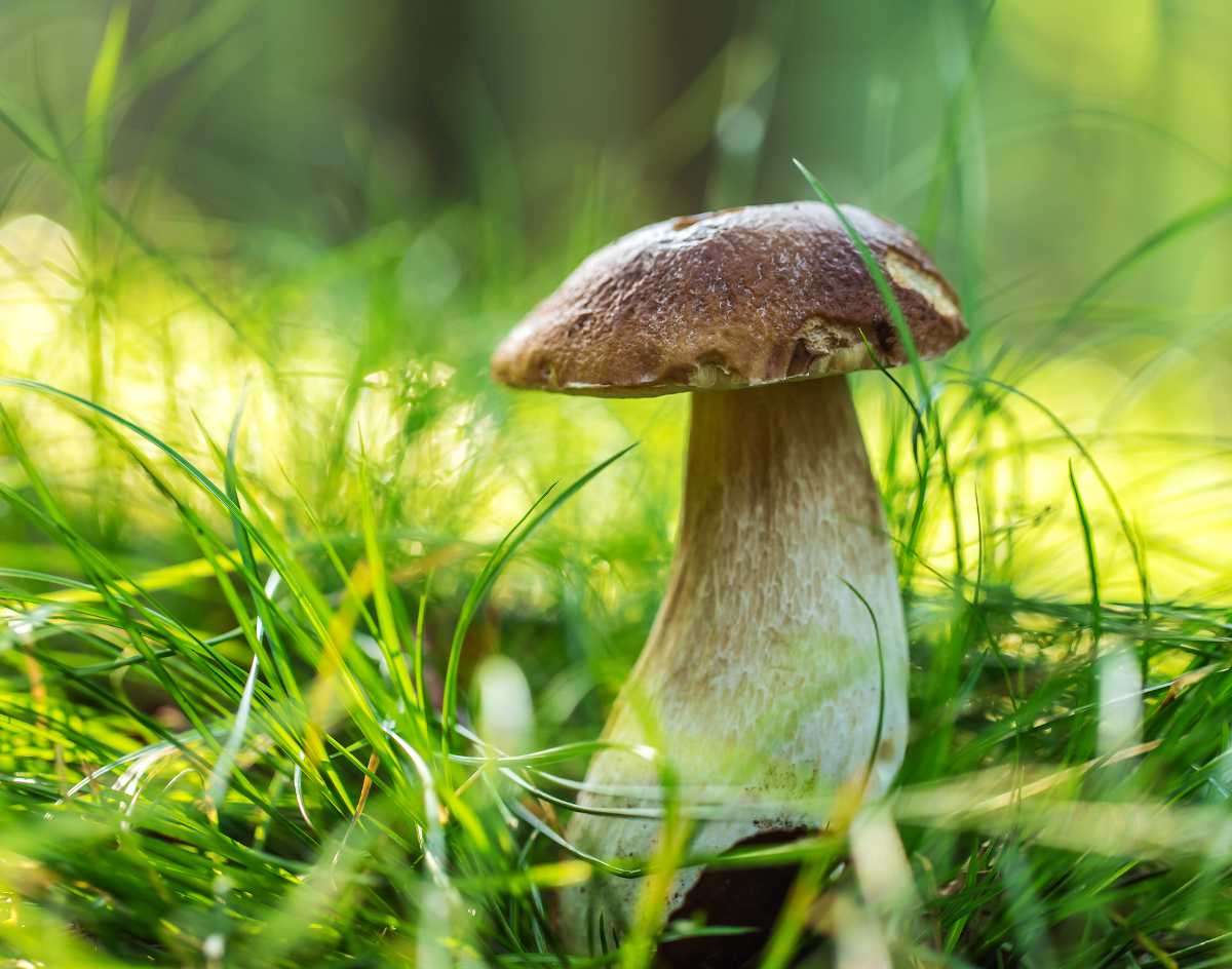 Cèpe bronzé - Boletus aereus - Boletus edulis