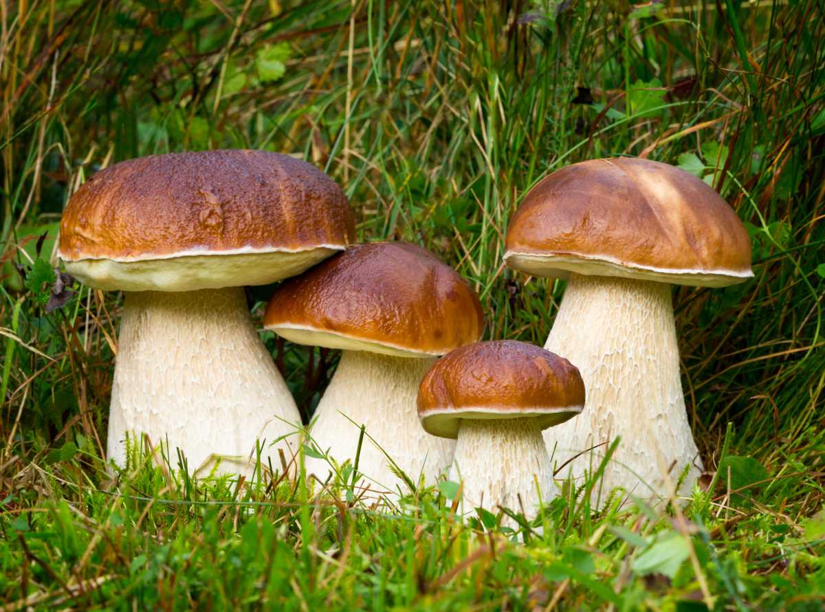 Cèpe de Bordeaux - Boletus edulis