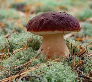 Cèpe des pins - Boletus pinophilus