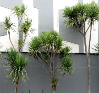 Cordyline australis - jardin design