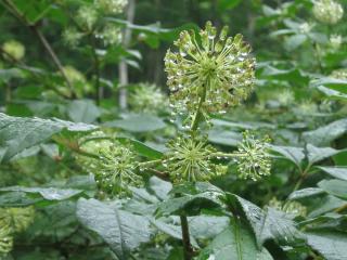 Plante du sportif : Eleutherococcus senticosus