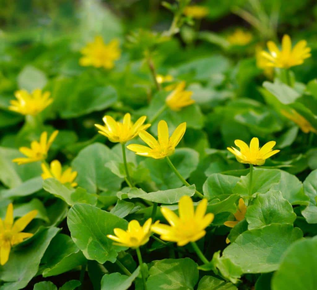 Ficaire - Ranunculus ficaria