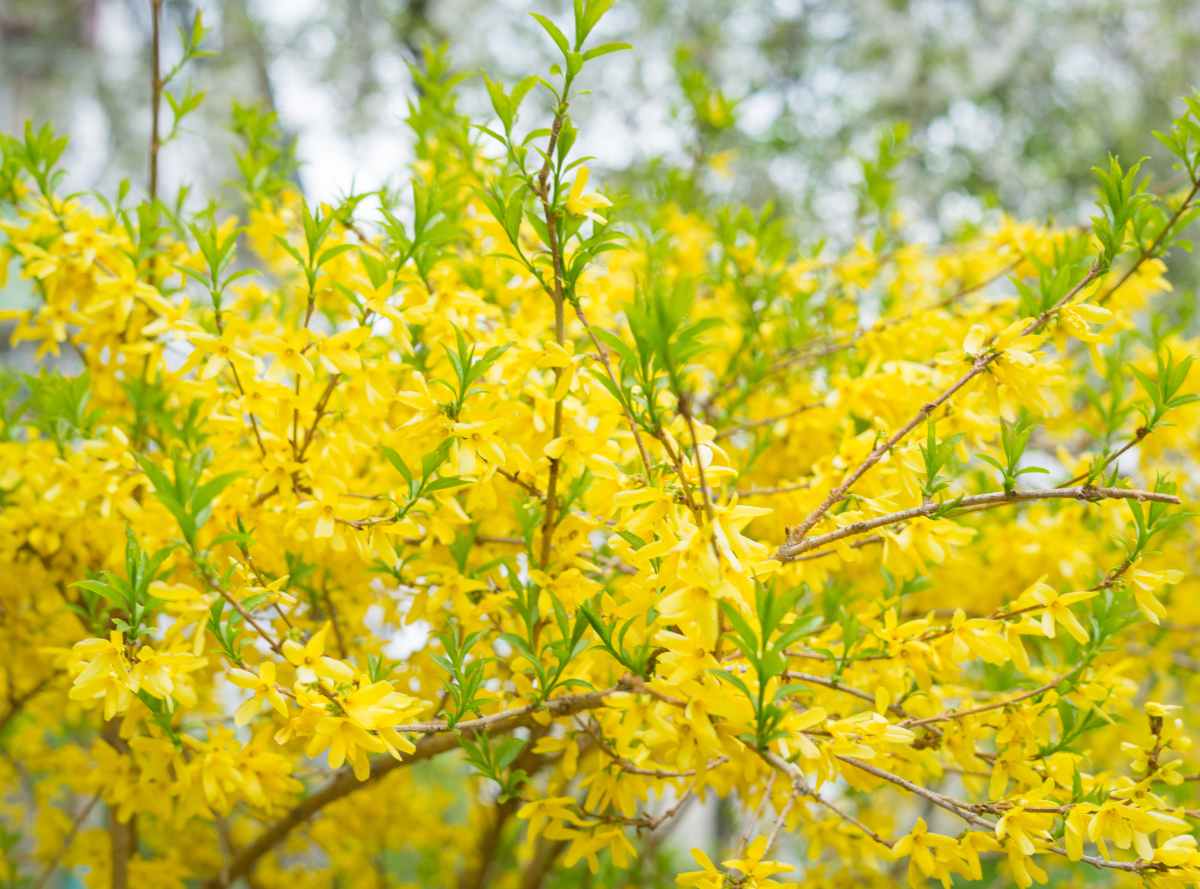 Forsythia