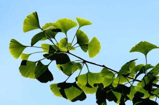 Gingko Biloba : plante aphrodisiaque pour booster la libido